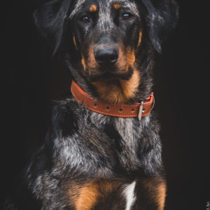 COLLIER CHIEN MARRON ORANGE